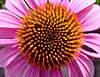 Echinacea purpurea